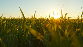 A Bullish Impulse for Commodities