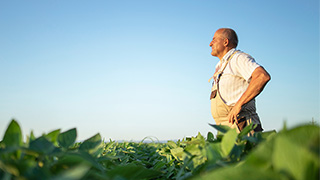 Importance des rendements ajustés au risque et contribution des actions à faible volatilité